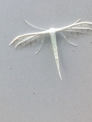 Pterophorus