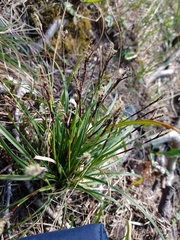 Carex digitata