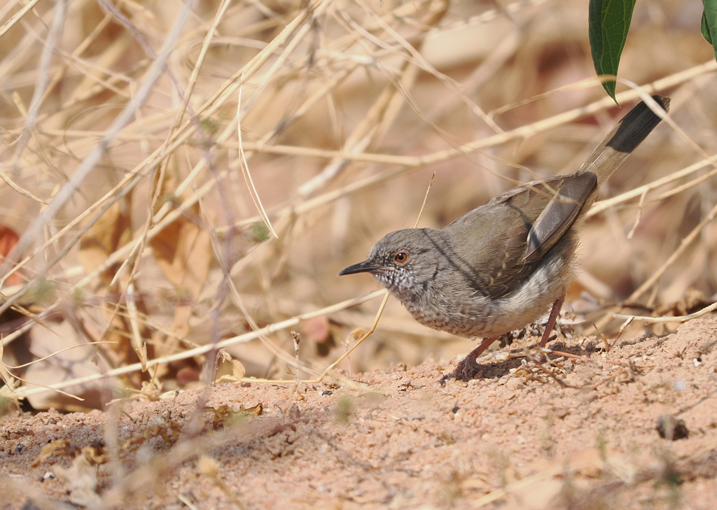 Miombo Wren-Warbler