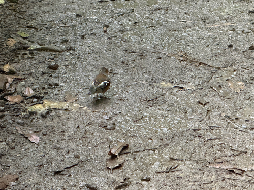 Common Chaffinch