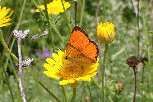 Grecian Copper
