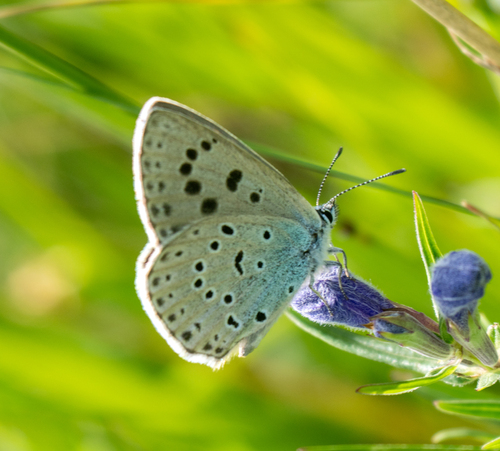 Large Blue