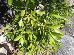 Denhamia disperma, photograph author not stated, no rights reserved