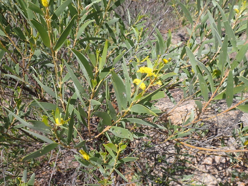 Acacia leptostachya
