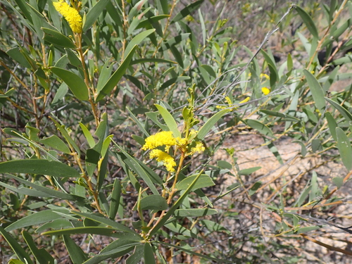 Acacia leptostachya, photograph 1