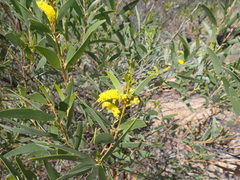 Acacia leptostachya, photograph author not stated, no rights reserved