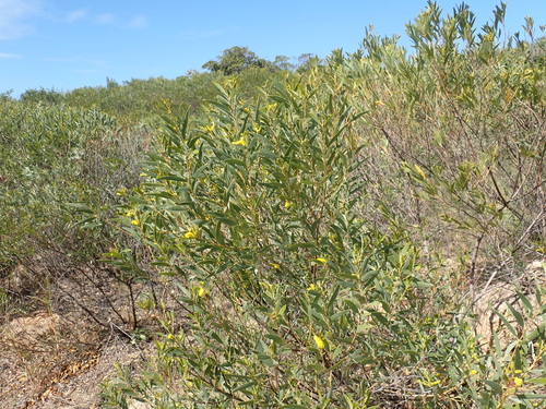 Acacia leptostachya, photograph 2