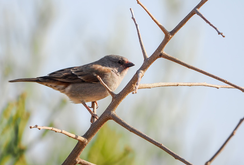 Swahili Sparrow