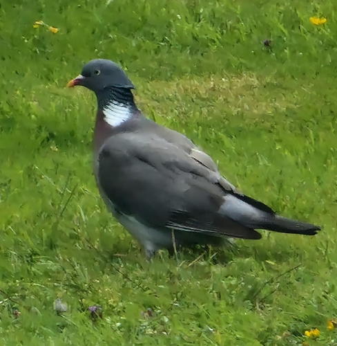 Common Wood-Pigeon