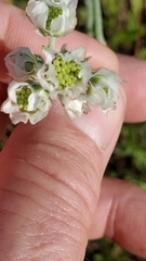 Hymenopappus artemisiifolius