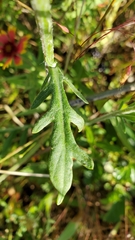 Hymenopappus artemisiifolius