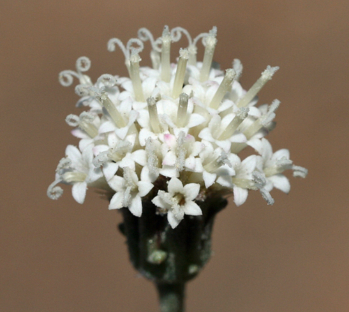 Chaenactis parishii A.Gray