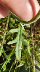 Hymenopappus artemisiifolius