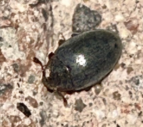 Hyporhagus
