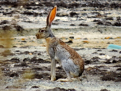 Lepus alleni