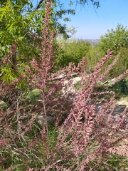 Tamarix tetrandra