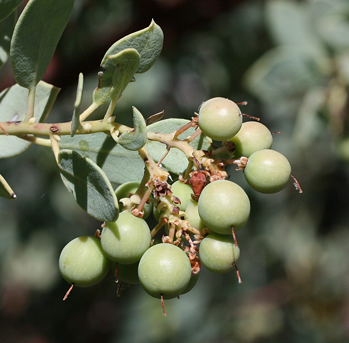 Arctostaphylos peninsularis