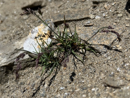 Poa minor observed 2026-07-04