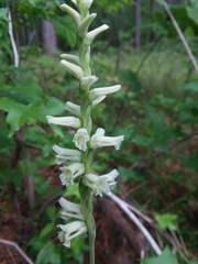Spiranthes sylvatica