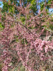 Tamarix tetrandra