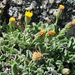 Heterotheca brandegei - Photo (c) jrebman, some rights reserved (CC BY-NC), uploaded by jrebman