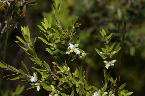 Styphelia leptospermoides, 2026-07-04