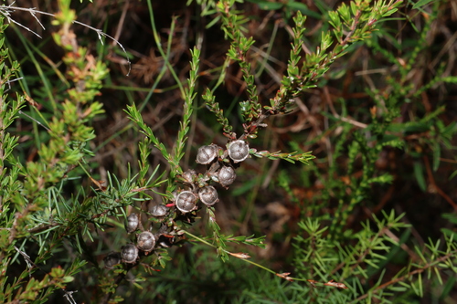 Leptospermum liversidgei, photograph 2