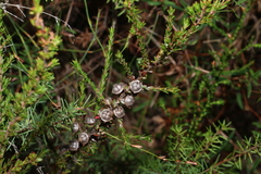 (c) Greg Tasney, some rights reserved (CC BY-SA) Leptospermum liversidgei, photograph (c) Greg Tasney, some rights reserved (CC BY-SA)