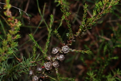 (c) Greg Tasney, some rights reserved (CC BY-SA) Leptospermum liversidgei, photograph (c) Greg Tasney, some rights reserved (CC BY-SA)