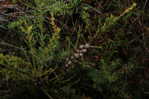 Leptospermum liversidgei, photograph 4