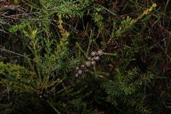 (c) Greg Tasney, some rights reserved (CC BY-SA) Leptospermum liversidgei, photograph (c) Greg Tasney, some rights reserved (CC BY-SA)