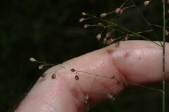 Isachne globosa, photograph (c) Greg Tasney, some rights reserved (CC BY-SA)