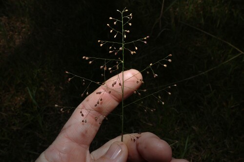 Isachne globosa