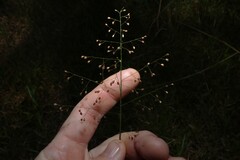 Isachne globosa