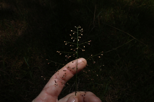 Isachne globosa, photograph 3