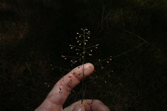 Isachne globosa, photograph (c) Greg Tasney, some rights reserved (CC BY-SA)