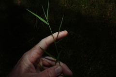 Isachne globosa, photograph (c) Greg Tasney, some rights reserved (CC BY-SA)