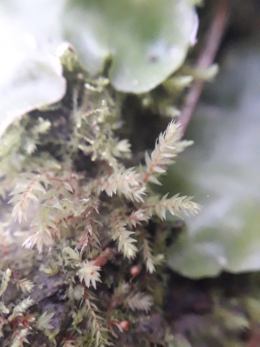 Pohlia elongata observed 2026-07-03