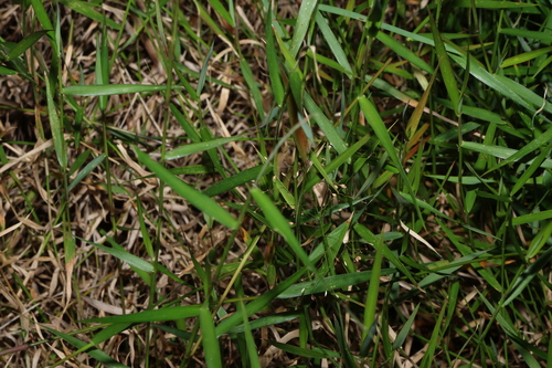 Isachne globosa, photograph 4