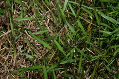 Isachne globosa, photograph (c) Greg Tasney, some rights reserved (CC BY-SA)
