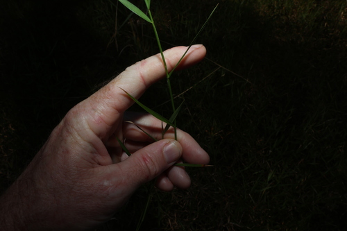 Isachne globosa, photograph 6
