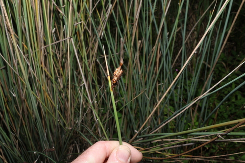 Lepironia articulata, photograph 3