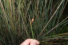Lepironia articulata, photograph (c) Greg Tasney, some rights reserved (CC BY-SA)