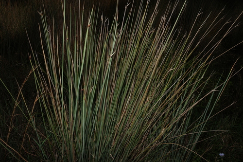 Lepironia articulata, photograph 4