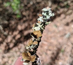 Parmotrema submarginale