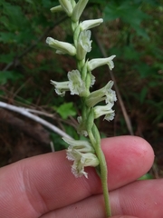 Spiranthes sylvatica