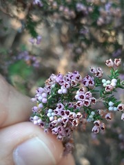 Polycodon