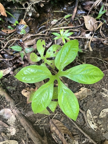 Tacca palmata observed 2026-07-05