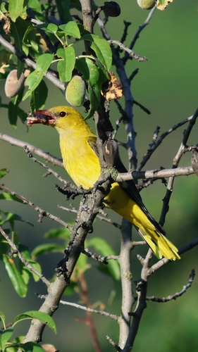 Eurasian Golden Oriole