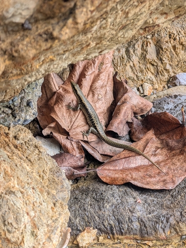 Emoia atrocostata observed 2026-07-05